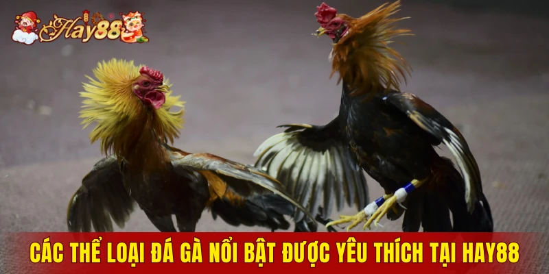Các thể loại đá gà nổi bật được yêu thích tại Hay88