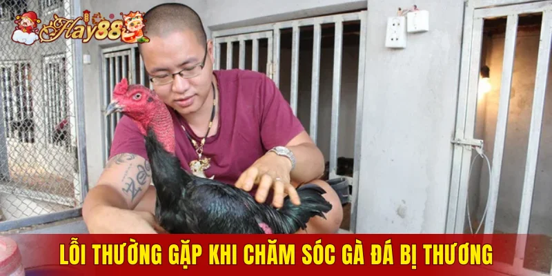 Lỗi thường gặp khi chăm sóc gà đá bị thương
